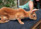 Wabbit.jpg