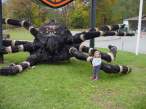 Spider.jpg