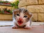 Kitty attacks.jpg