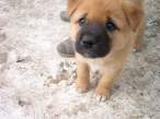 Puppy.jpg