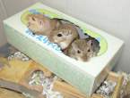 Mice.jpg