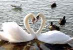 Swan.jpg