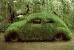 Grass.jpg