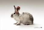 I can hear you.jpg