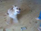 Doggie.jpg
