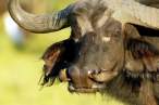 Horns.jpg