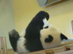Panda.jpg