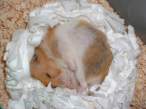 Zzzz.jpg