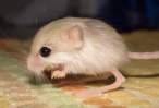 Mouse.jpg
