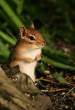 Squirell.jpg