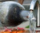 Drink.jpg
