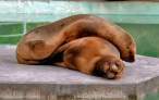 Seal.jpg
