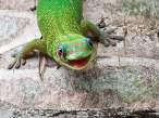 Lizzard.jpg