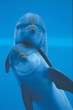 Dolphin.jpg