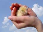 Chick.jpg