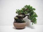 Bonsai.jpg