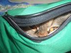 Bag.jpg