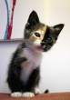 Kitten.jpg