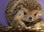 Evil hedgehog.jpg
