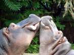 Kiss.jpg