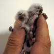 Newborn monkeys.jpg