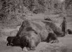 Big bear.jpg