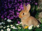 Rabbit.jpg