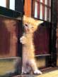 Kitty.jpg
