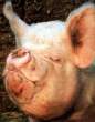 Stuck_up_pig.GIF