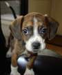 Puppy.jpg