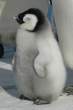 Penguin.jpg