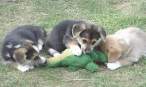 527-dogsattackgator.jpg