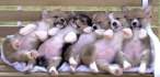 puppies.jpg