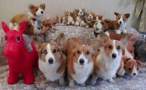beagle lovers.jpg