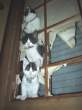 Kitties.jpg