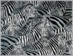 Zebra.jpg