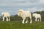 White lions.jpg