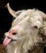 Goat.jpg