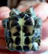 Twin turtle.jpg