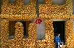 Corn.jpg