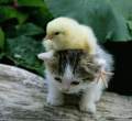 Chick.jpg