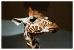 Giraffe.jpg
