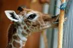 Giraffe kiss.jpg