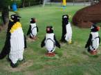 Penguins.jpg
