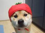 Hat.jpg