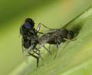 insex.jpg