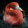 flamingo.jpg