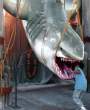 Shark.jpg