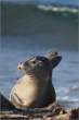 Seal.jpg