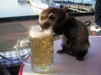 Beer.jpg